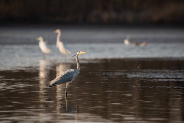 Gri balıkçıl - Alçaltılmış gölde ardea cinerea 