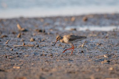 Yaygın Redshank - Tringa totanus sahil kuşu