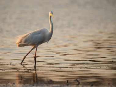 Büyük balıkçıl - Ardea alba sabah ışıklarında suda