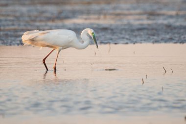 Büyük balıkçıl - Ardea alba sabah ışıklarında suda