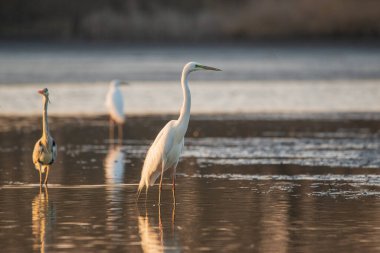 Gölde bir grup Büyük Akbalıkçıl