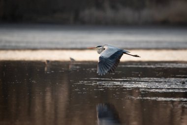 Gölün üzerinde uçan gri balıkçıl