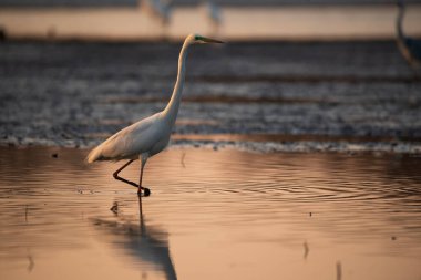 Büyük balıkçıl - Ardea alba sabah ışıklarında suda