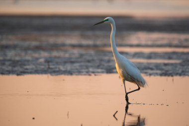 Büyük balıkçıl - Ardea alba sabah ışıklarında suda