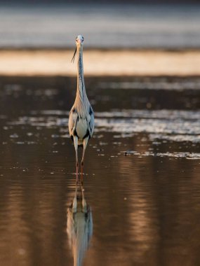 Gri balıkçıl - Alçaltılmış gölde ardea cinerea 