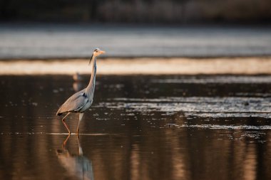 Gri balıkçıl - Alçaltılmış gölde ardea cinerea 