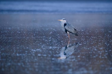Gri balıkçıl - Alçaltılmış gölde ardea cinerea 
