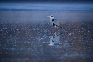 Gri balıkçıl - Alçaltılmış gölde ardea cinerea 