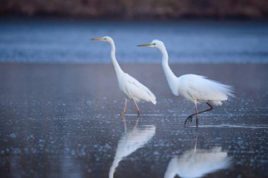 Büyük balıkçıl - Ardea alba sabah ışıklarında suda