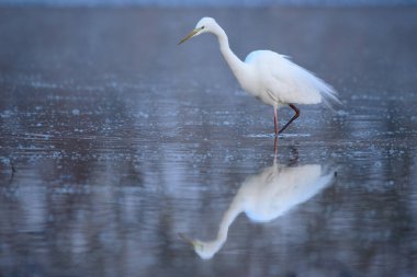 Büyük balıkçıl - Ardea alba sabah ışıklarında suda