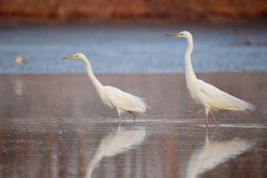 Büyük balıkçıl - Ardea alba sabah ışıklarında suda