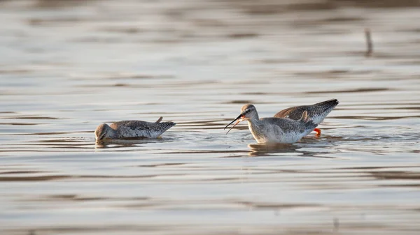 Aigle Tacheté Tringa Erythropus Plumage Hiver Sur Lac — Photo