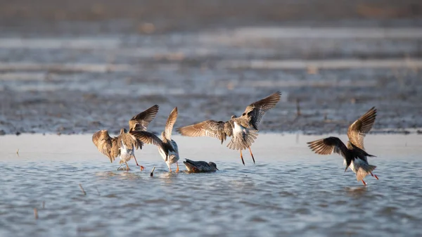 Flying Spotted Redshanks Sur Lac — Photo