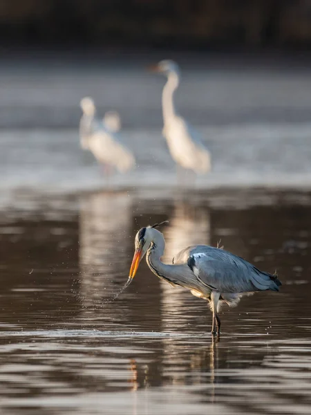 Volavka Šedá Kino Ardea Jezeře — Stock fotografie