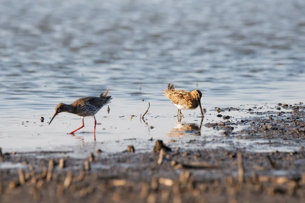 Snipe Comum Gallinago Gallinago Pássaro Costa — Fotografia de Stock