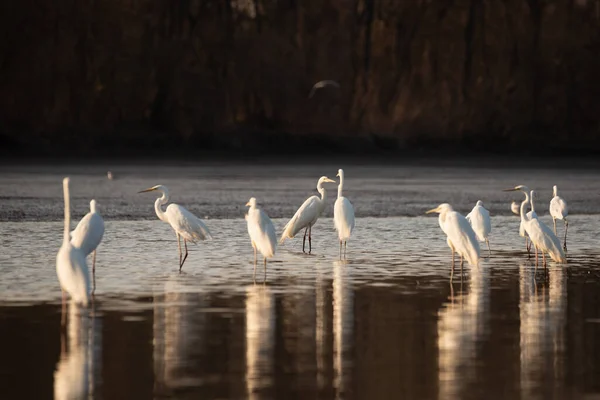 Skupina Velkých Egretů Jezeře — Stock fotografie