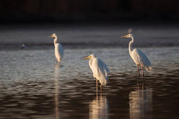 Grupo Grandes Egrets Lago — Fotografia de Stock