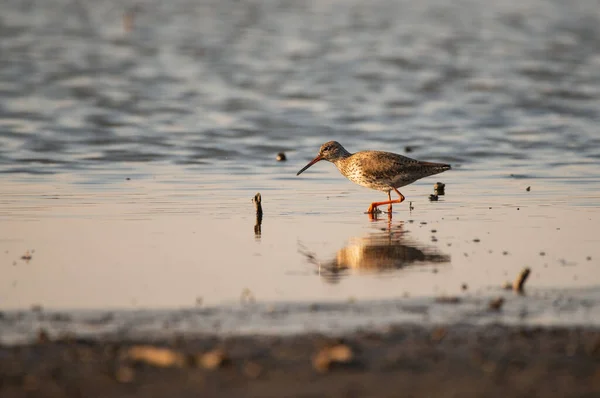 Cantarilho Comum Tringa Totanus Shorebird — Fotografia de Stock