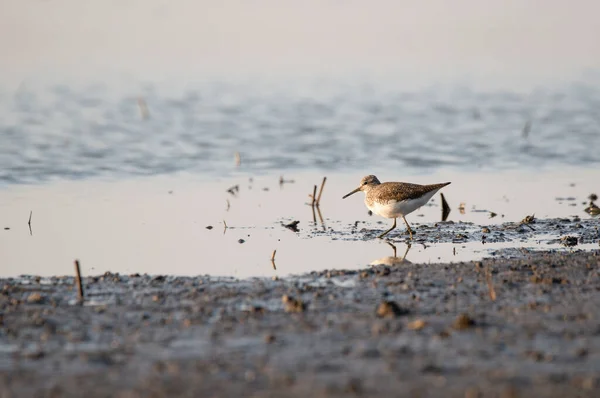 Groene Zandloper Tringa Ochropus Aan Kust — Stockfoto