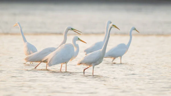 Grupp Great Egrets Sjön — Stockfoto