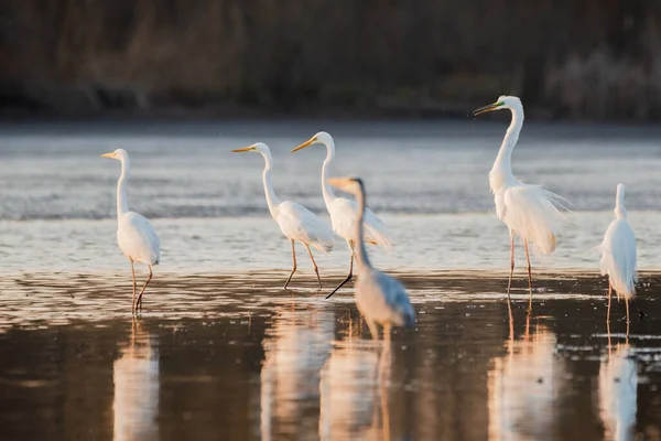 Skupina Velkých Egretů Jezeře — Stock fotografie