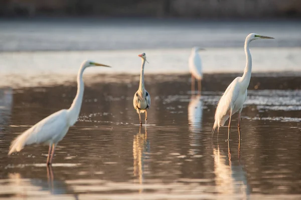 Grupo Grandes Egrets Lago — Fotografia de Stock