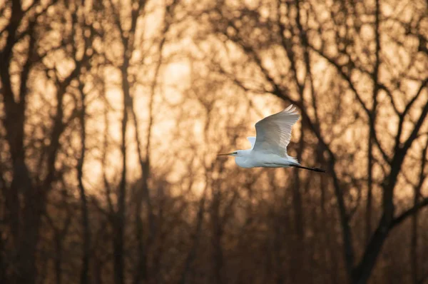 Flying Great Egret Över Sjön — Stockfoto