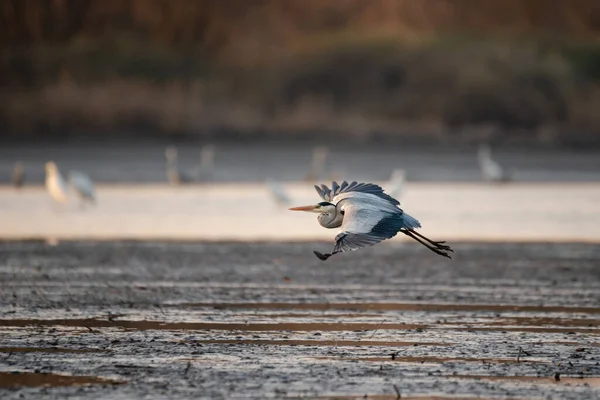 Flygande Grå Häger Över Sjön — Stockfoto