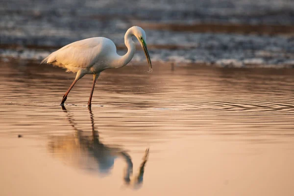 Velká Sláva Ardea Alba Vodě Při Ranním Světle — Stock fotografie