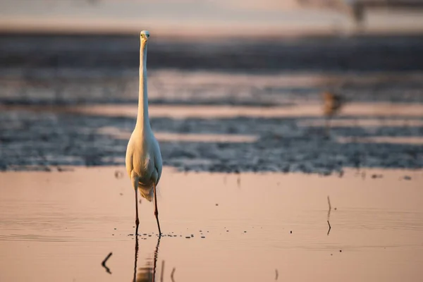 Grote Zilverreiger Ardea Alba Het Water Bij Het Ochtendlicht — Stockfoto