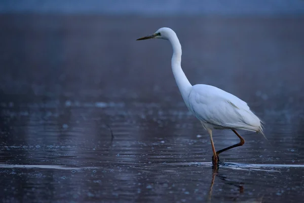 Velká Sláva Ardea Alba Vodě Při Ranním Světle — Stock fotografie