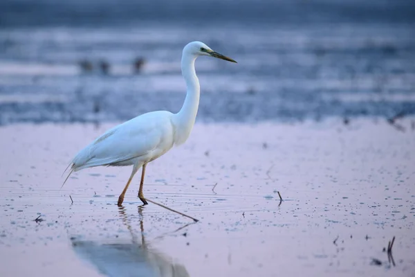 Grande Egret Ardea Alba Água Luzes Manhã — Fotografia de Stock