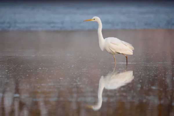 Grande Aigrette Ardea Alba Dans Eau Aux Lumières Matin — Photo