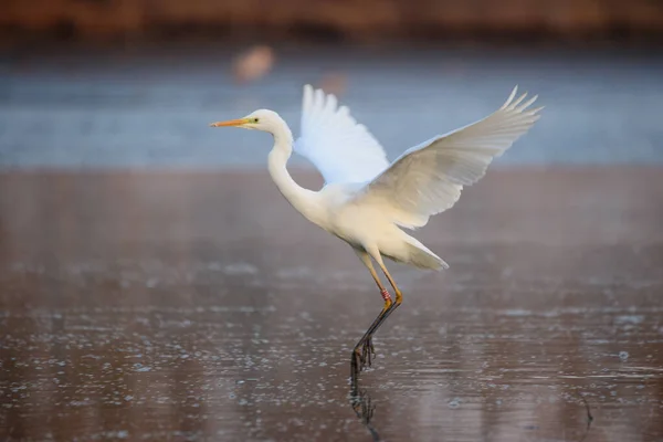 Voando Great Egret Sobre Lago — Fotografia de Stock