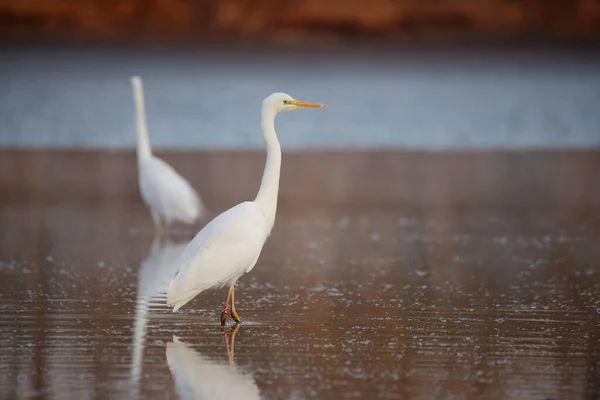 Gran Garza Ardea Alba Agua Las Luces Mañana — Foto de Stock