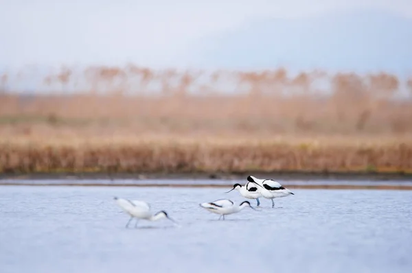 Pied Avocet Recurvirostra Avosetta Wate —  Fotos de Stock