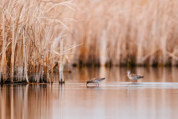 Common Redshank Tringa Totanus Lake — 图库照片