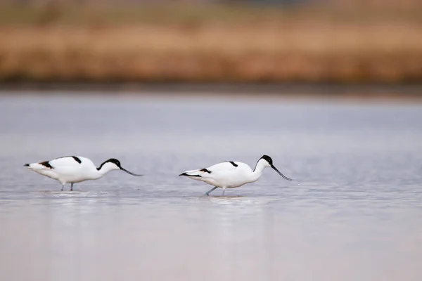 Pied Avocet Recurvirostra Avosetta Wate — Stockfoto