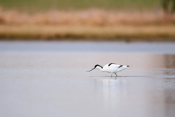 Avocetta Pied Recurvirostra Avosetta Nell Acqua Immagine Stock