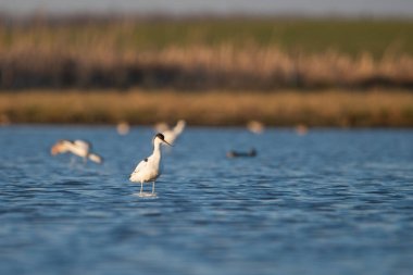 Pied avocet - Recurvirostra avosetta in the wate clipart