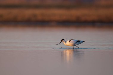 Pied avocet - Suyun içinde Recurvirostra avosetta