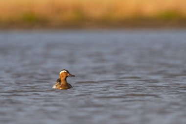Garganey ördeği - Suda Spatula querquedula