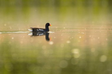Yaygın bozkır tavuğu - Gölde Gallinula kloropusu