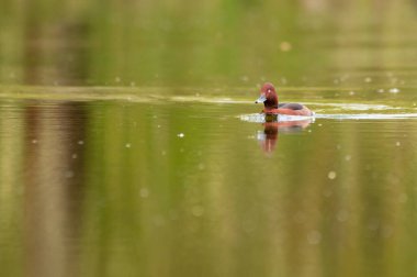 Beyaz gözlü çiçek - Gölde Aythya nyroca