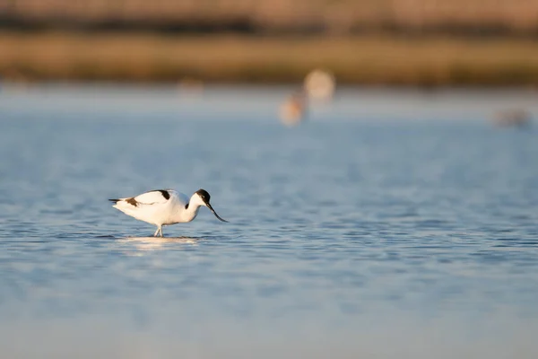 Pied Avocet Recurvirostra Avosetta Wate — Photo