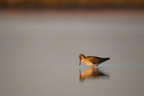 Common Redshank Tringa Totanus Lake — 图库照片