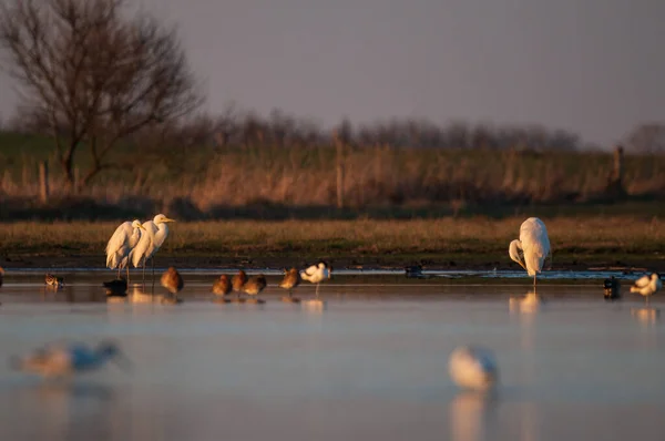 Günbatımında Bir Grup Kuş Akbalıkçıllar Kıyı Kuşları — Stok fotoğraf