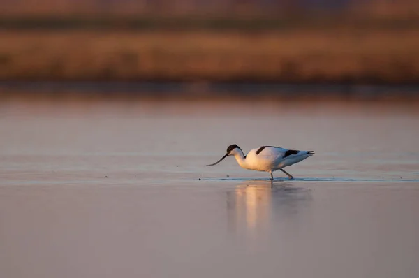 Pied Avocet Recurvirostra Avosetta Wate — Photo