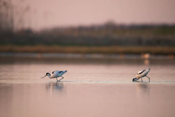 Pied Avocet Recurvirostra Avosetta Wate — Fotografia de Stock