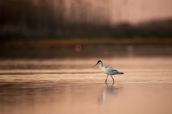 Avocet Torta Recurvirostra Avosetta Wate — Fotografia de Stock